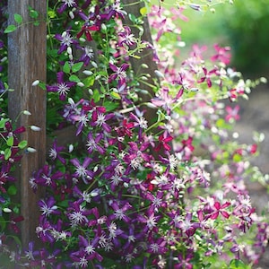 May include: A close-up of a wooden trellis covered in purple and white clematis flowers. The flowers are in full bloom and create a beautiful display of color.