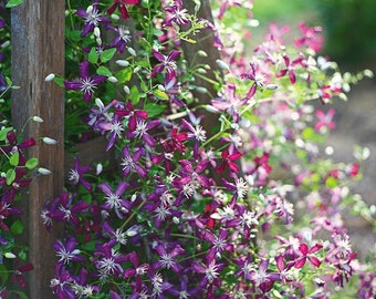 Clematis - plum pixie dust - sweet autumn blooming - fragrant - paniculata -l