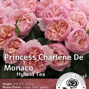 Thé hybride extrêmement parfumé - Princesse Charlène de Monaco - Abricot rose