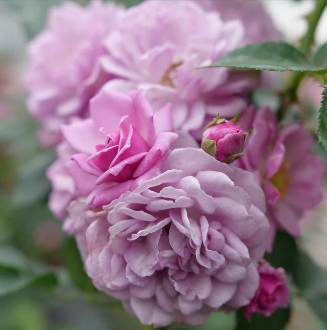 Fragrant Climbing Rose Rise Up Lilac Days Purple Lavender Etsy fragrant-climbing-rose-rise-up-lilac-days-purple-lavender-etsy