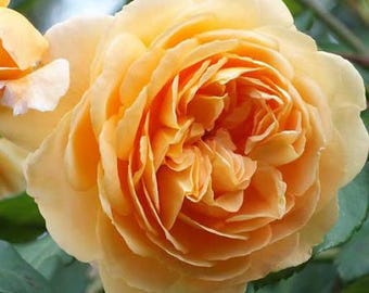 David Austin, la princesse héritière Margareta