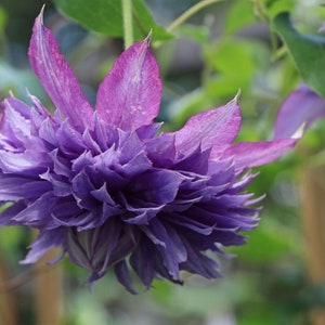 Clematis Flowering Vine Plant - Ruffle Bloom violet purple Flowering Vine - Rapunzel