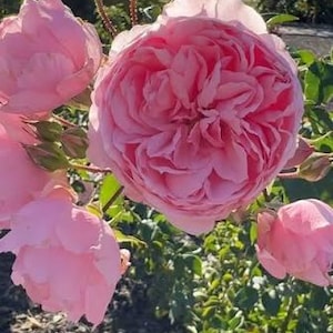 Op de afbeelding: Close-up van meerdere grote, volledig bloeiende roze rozen met meerdere lagen bloemblaadjes. Er zijn ook enkele knoppen zichtbaar. Groene bladeren omringen de bloemen, met een wazige achtergrond en zonlicht.