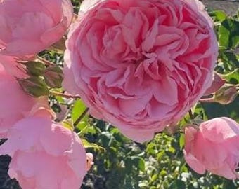 Rosa rosa Reminiscent™ con fragancia — Proven Winners® / Raíz desnuda / Arbusto en maceta