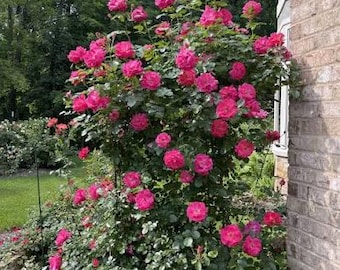 Rosa trepadora Highwire Flyer - Bloomables - floración constante y abundante - tamaño grande