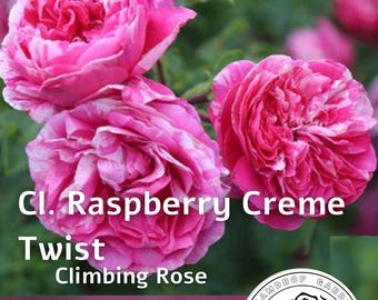Rosier grimpant multicolore - Twist crème framboise - Rouge, rose et blanc