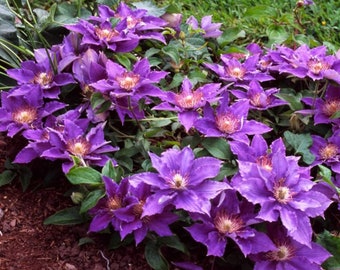 Clematis Flowering Vine Plant - Purple Flowering Grouncover Vine - Bijou