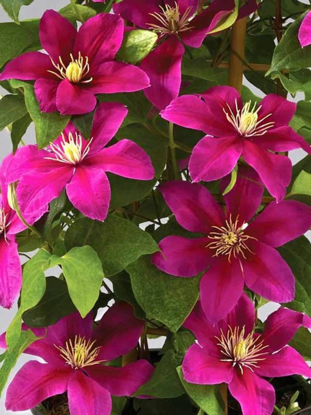 Clematis Flowering Vine Plant Vibrant Pink Briar Beauty