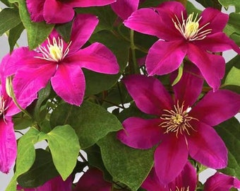 Clematis Flowering Vine Plant - Vibrant Pink - Briar Beauty