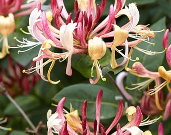 Honeysuckle - serotina - attracts hummingbird and butterflies