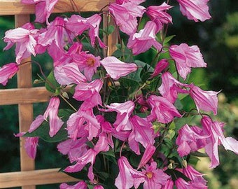 Clematis - large belle flowers - alionisha - alyonushka