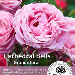 Campanas de catedral de rosas fragantes - Color rosa frío