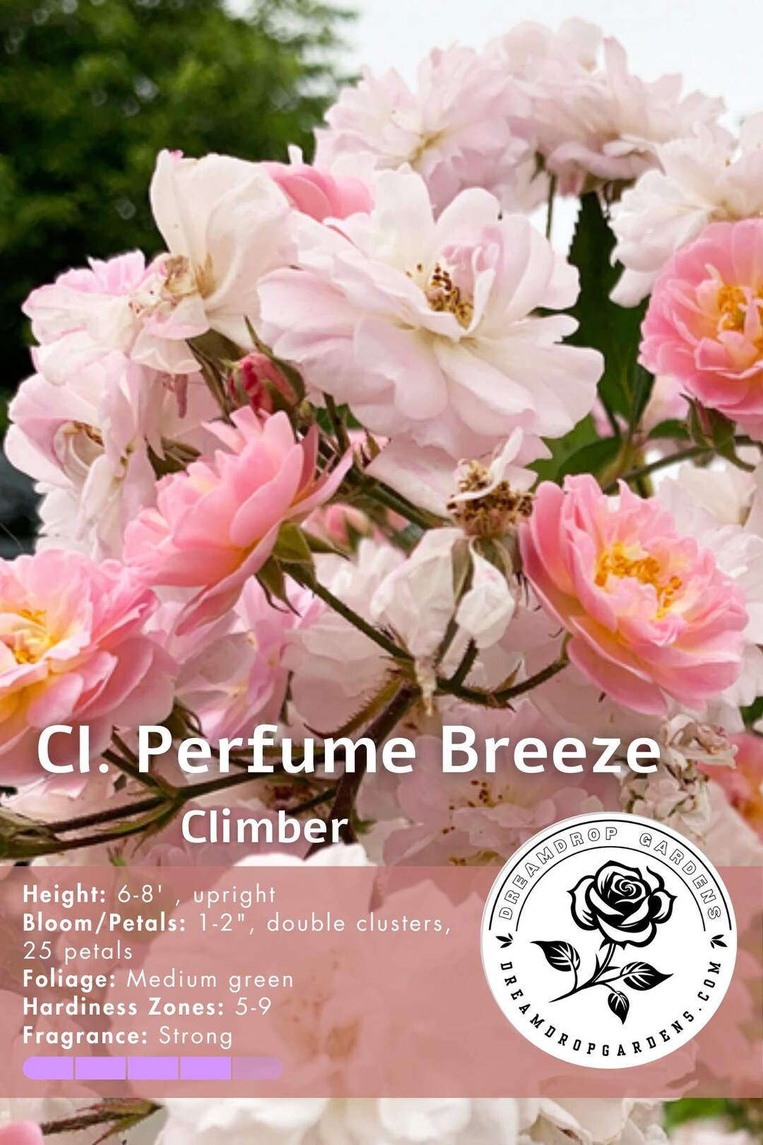 Very Fragrant Rose Perfume Breeze Light Sakura Pink - Etsy