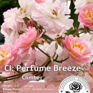 とても香りの良いローズパフュームブリーズ - ライトサクラピンク