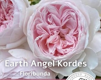 Perfume Rose Earth Angel altamente fragante: color rosa claro Sakura