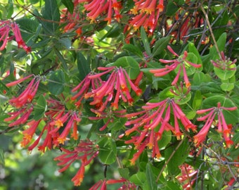 Madreselva - roja - gran ave de la familia de las mariposas - atrae colibríes y mariposas