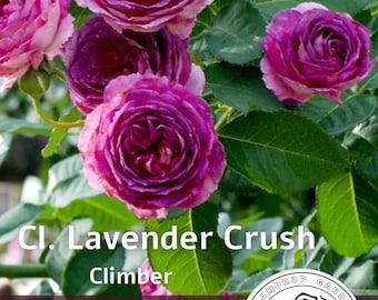 Rosa trepadora fragante Lavanda Crush - Morado