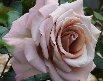 Stephen Rulo™ Rose – Tono lavanda ahumado con matices dorados