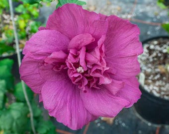 Gagnants éprouvés - Rose of Sharon - Magenta en mousseline de soie