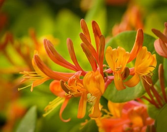 Madreselva - Mandarina - atrae colibríes y mariposas - planta viva