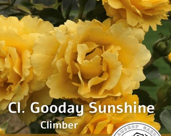Rosa trepadora Good Day Sunshine - Amarillo