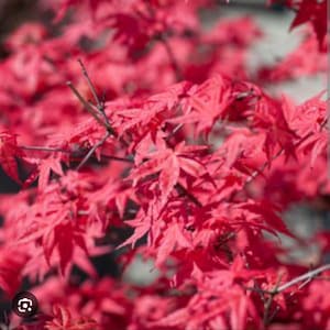 Könnte beinhalten: Nahaufnahme von leuchtend roten japanischen Ahornblättern. Die Blätter weisen eine detaillierte, komplexe Form und Textur mit einer satten, gesättigten Farbe auf. Das Bild fängt die Schönheit des Laubes ein und zeigt die natürlichen Muster und Details der Blätter.
