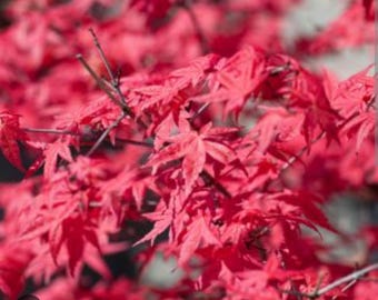Arce japonés Acer palmatum ‘Butterfly’ - Rosa variegado – Maceta de un cuarto de galón