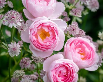 David Austin Île sceptique