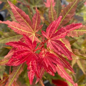 May include: Close-up of vibrant red Japanese maple leaves with yellow veins. The leaves have a star-like shape and are surrounded by green and yellow foliage. The image showcases the plant's intricate details and rich colors.