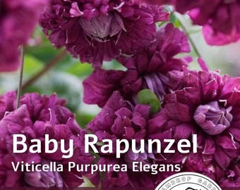 Clematis - Planta trepadora de doble floración rosa magenta - Baby Rapunzel - Perenne - Planta viva