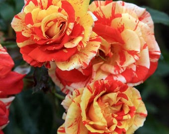 Rosa Naranjas y Limones™: Rayas cítricas audaces con la energía de un jardín alegre