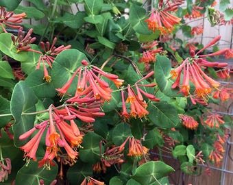 Chèvrefeuille - rouge orangé - dropmore écarlate - attire les colibris et les papillons
