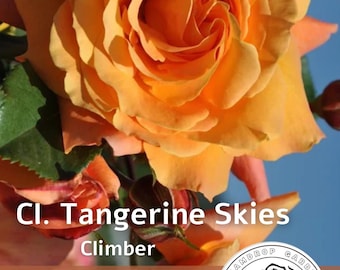 Rosier grimpant anglais parfumé Tangerine Skies - Orange