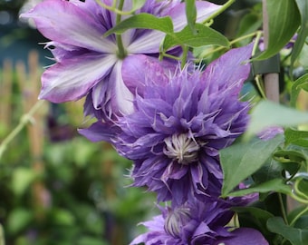 Planta trepadora de clemátide con flores - Floración con volantes violeta púrpura - Diamantina Rapunzel - planta viva