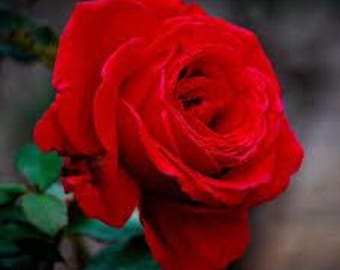 Rosa Proud Land™: rojo aterciopelado intenso con la clásica presencia del té híbrido