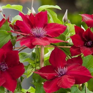 Clematis - Red Flowering Vine Plant - Red Riding Hood