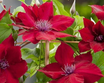 Clématite - Plante grimpante à fleurs rouges - Le Petit Chaperon rouge