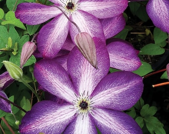 Clematis trepadora con flores - variante viticella de color púrpura con franja blanca