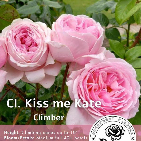 Rosa trepadora inglesa fragante Kiss Me Kate - Rosa