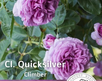 Rosa inglesa fragante trepadora Quicksilver - Lavanda púrpura