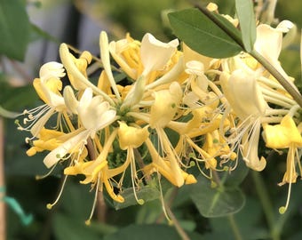 Honeysuckle - scentsation - attracts hummingbird and butterflies - live plant