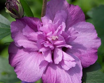 Gagnants éprouvés - Rose of Sharon - Mousseline de soie lavande FONCÉE