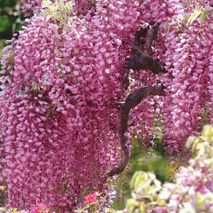 Könnte beinhalten: Nahaufnahme eines Blauregens in voller Blüte, der kaskadenartige Cluster rosa Blüten zeigt. Das Bild hebt die dunklen, sich windenden Äste des Baumes und die dichte, lebendige Blütenpracht hervor. Der Hintergrund ist ein weiches Grün.