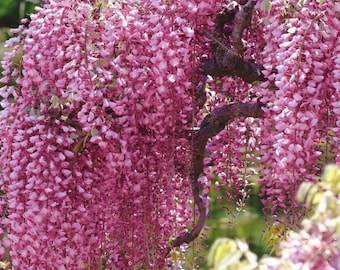 Wisteria floribunda ‘Rosea’ – Delikatne różowe kaskady o słodkim wiosennym zapachu