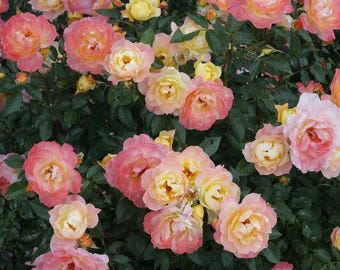 Rosa Oso Easy® Italian Ice® — Proven Winners® / Radice nuda / Arbusto in vaso