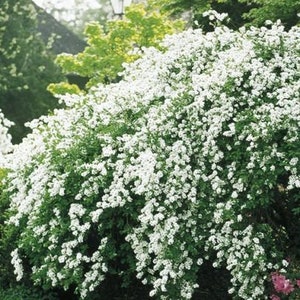 May include: A white flowering bush with small, delicate blooms. The bush is in full bloom and the flowers are covering the entire plant.