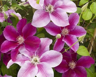 Clématite grimpante à fleurs - couleur changeant du rose au blanc - Killian twilight star