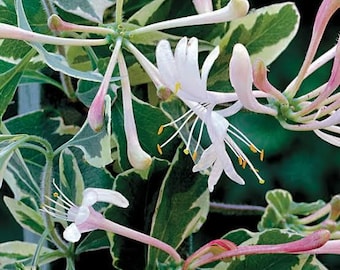 Madreselva Arlequín Variegada Fragante Clásico de Jardín Campestre
