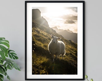 Norwegen Poster - Schaf Lofoten. Fotografie. Print, Wanddeko. Sonnenlicht. Tiere. Berge. Landschaft. Natur - Radreise unlimited