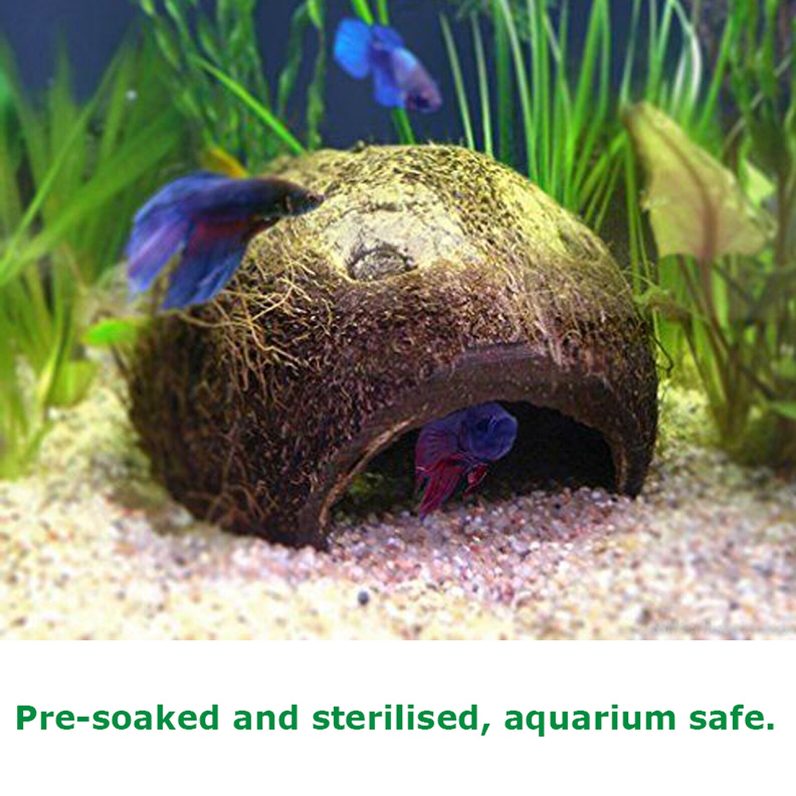 100 Natural Coconut Shell Aquarium Caves BETTA Fish Reptile Etsy